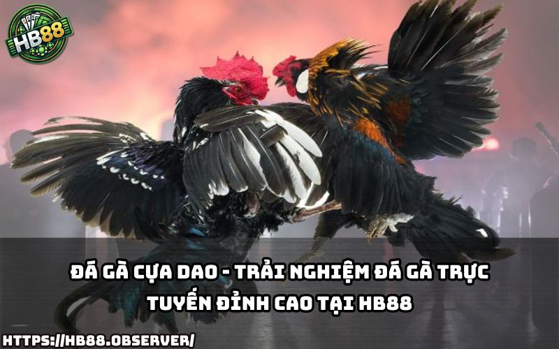 Khám phá sân chơi đá gà cựa dao online siêu kịch tính, chỉ có tại nhà cái uy tín HB88